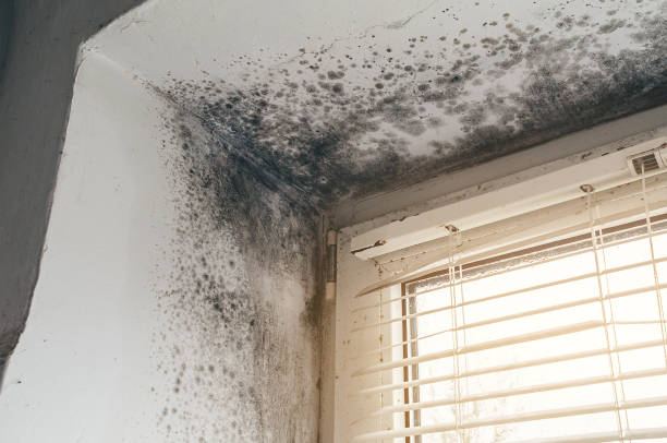 Affordable Black Mold Remediation solutions in Lodi, NJ